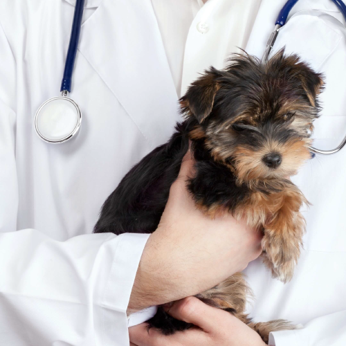 veterinarias-areas-de-especializacion-kabla-2