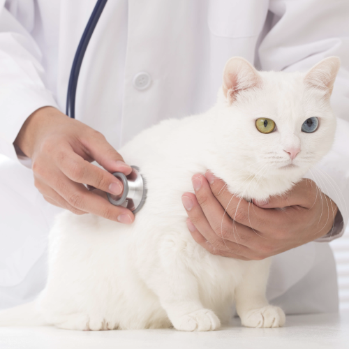 veterinarias-areas-de-especializacion-kabla-3