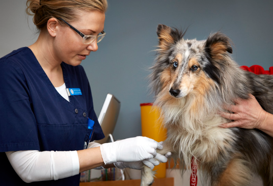 veterinarias-areas-de-especializacion-kabla