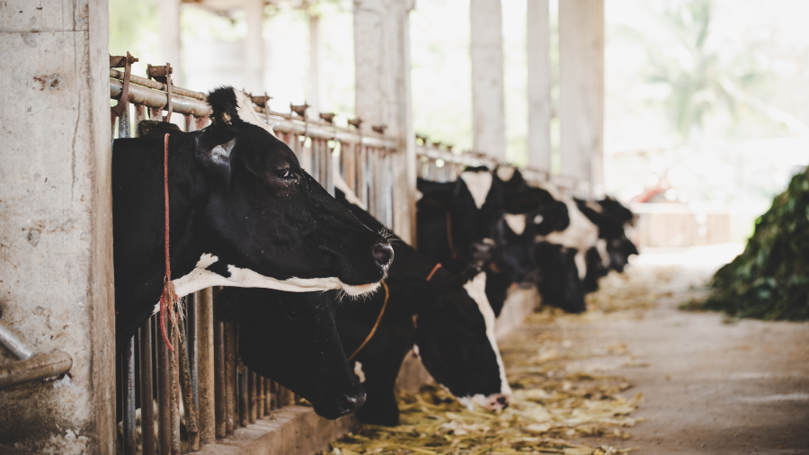 veterinarias-de-animales-de-produccion-900-506-p3