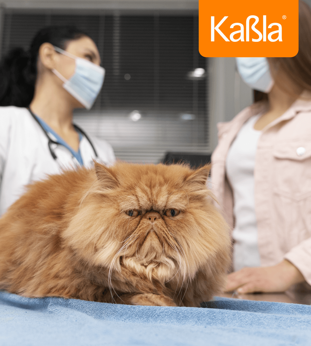 alergia-a-la-caspa-de-gato-2