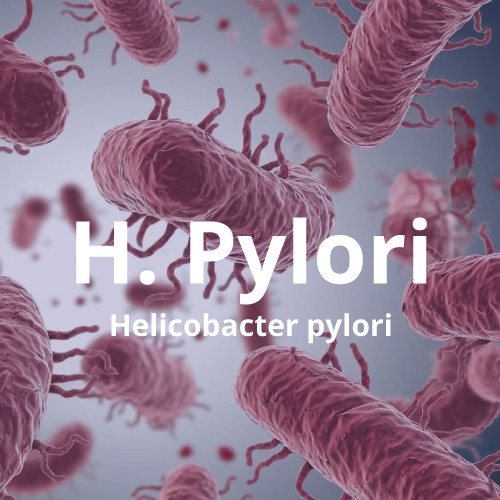 H. pylori