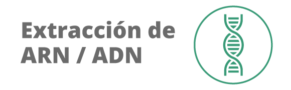 Categoria 100